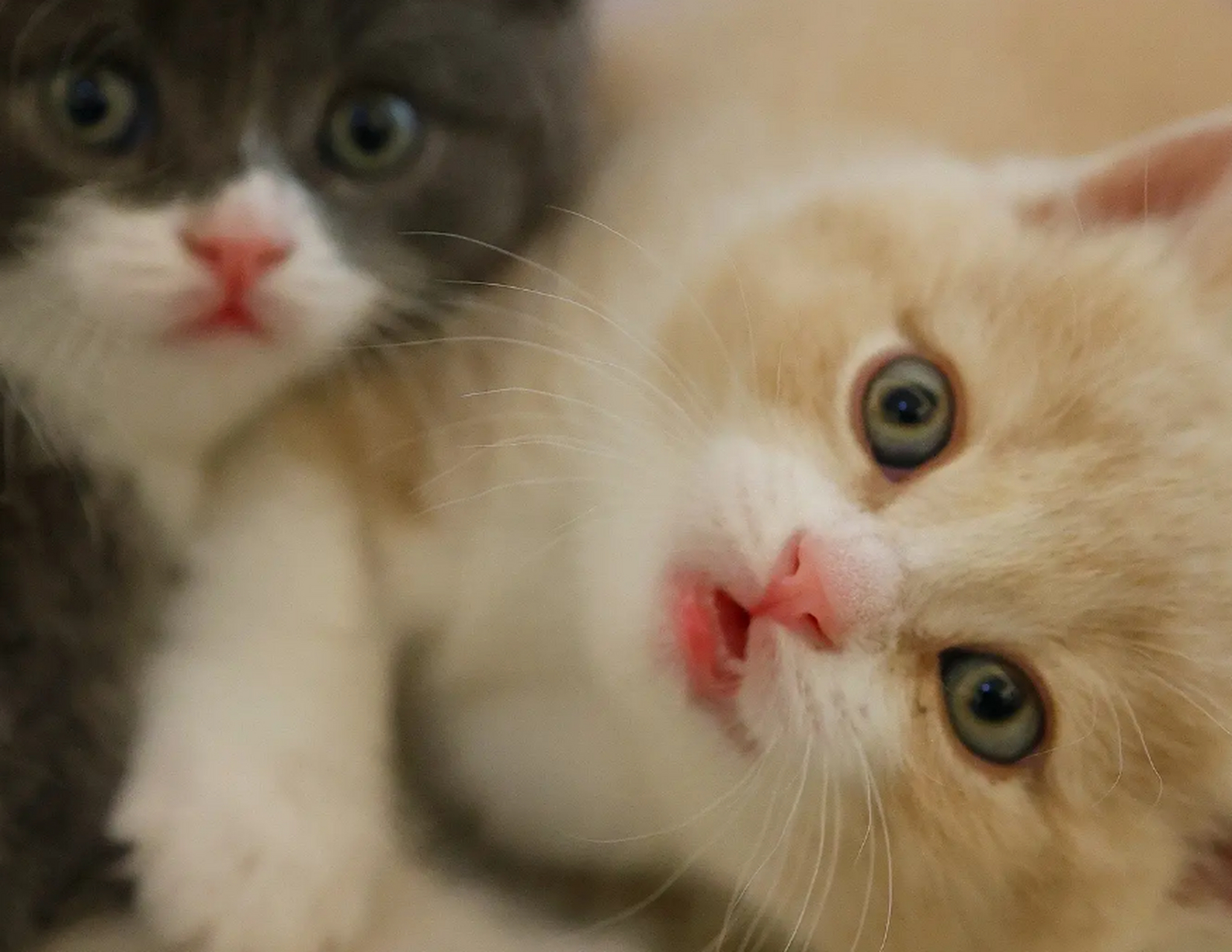 超治愈的猫咪高清原图.就知道你们想换新屏保了!