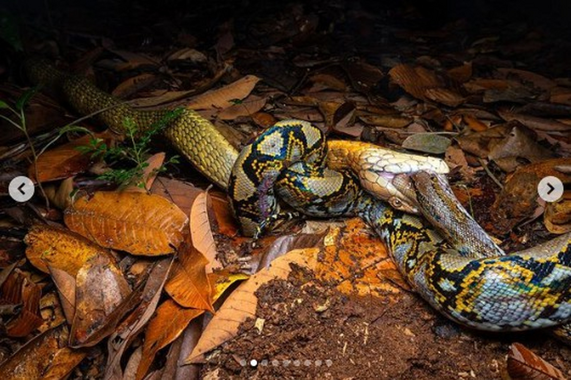 蛇獴大战6米眼镜王蛇图片