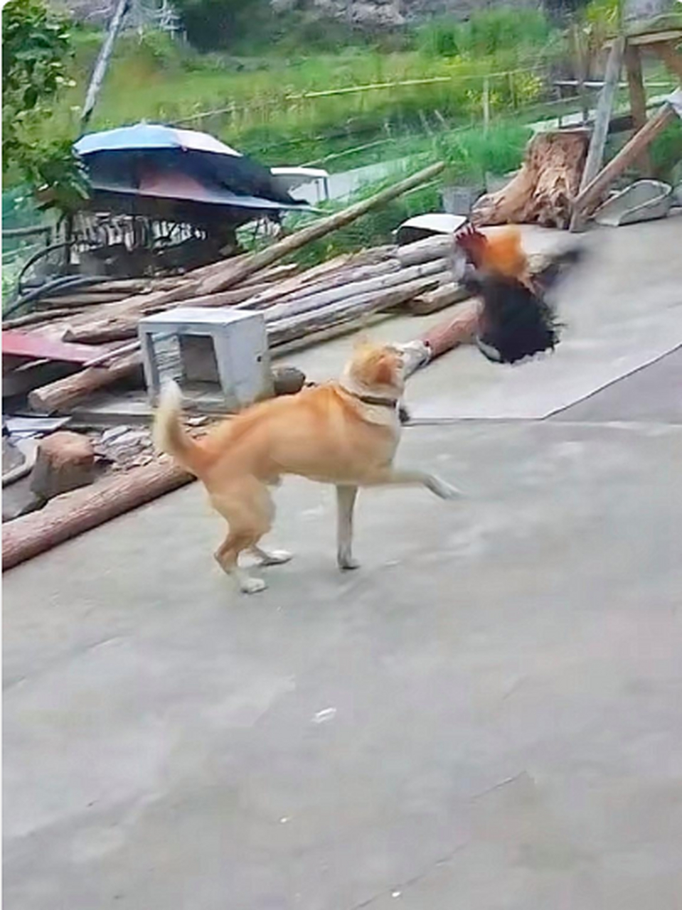这才是真正的鸡飞狗跳哈哈哈哈#搞笑