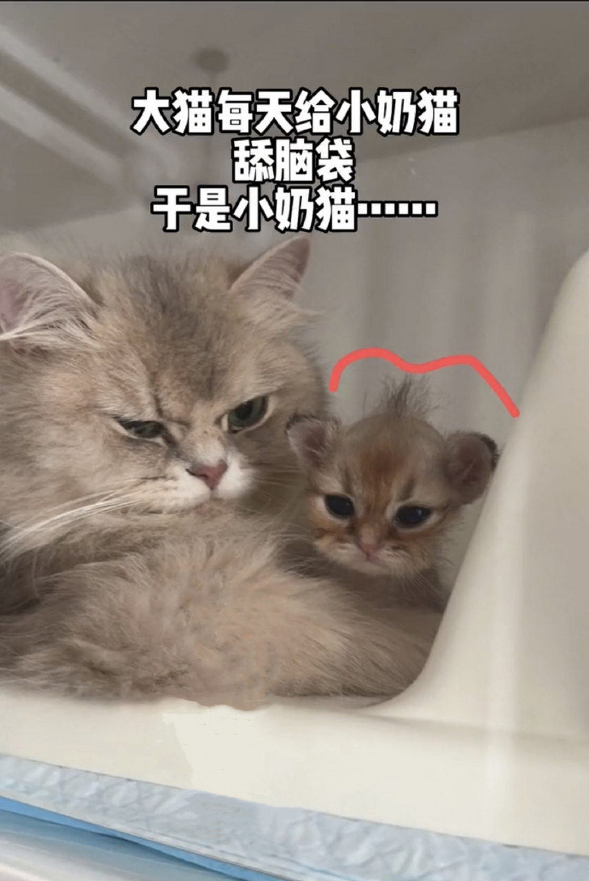 哈哈,两猫的表情都很到位 #恶搞搞笑#  #趣图分享