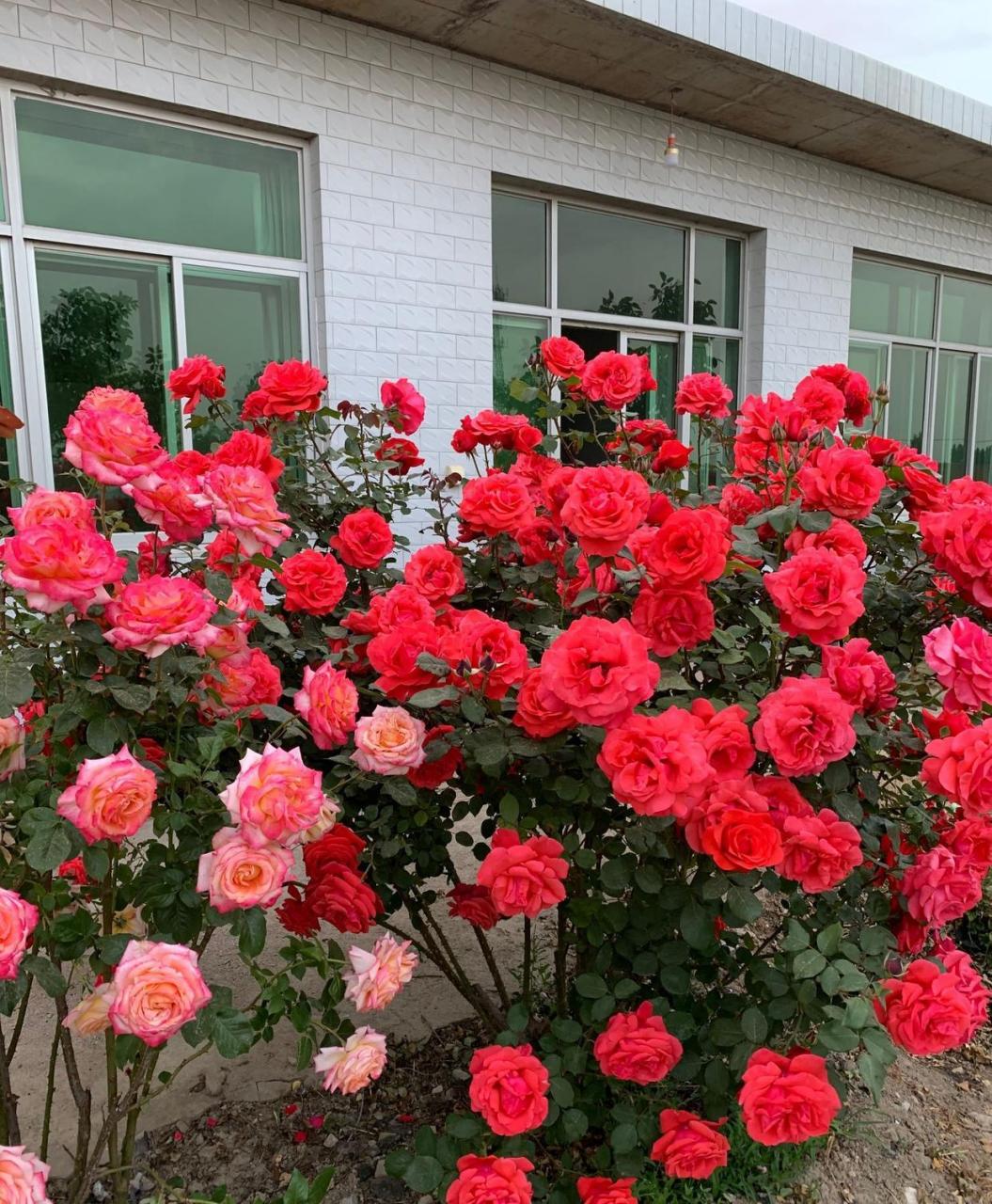 养一棵"绯扇"吧,一种超级优秀的灌木状月季花,植株能长到1.