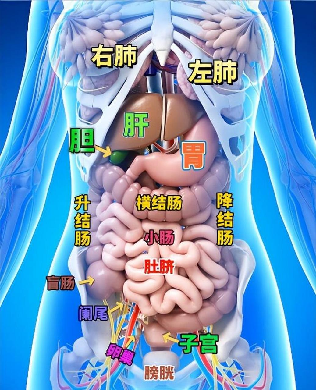 人体内脏分布图示图片