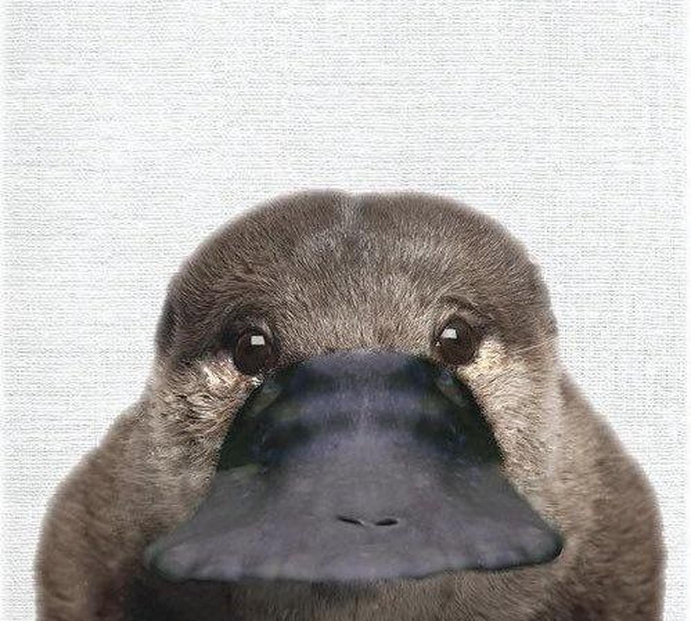 鸭嘴兽正面的照片