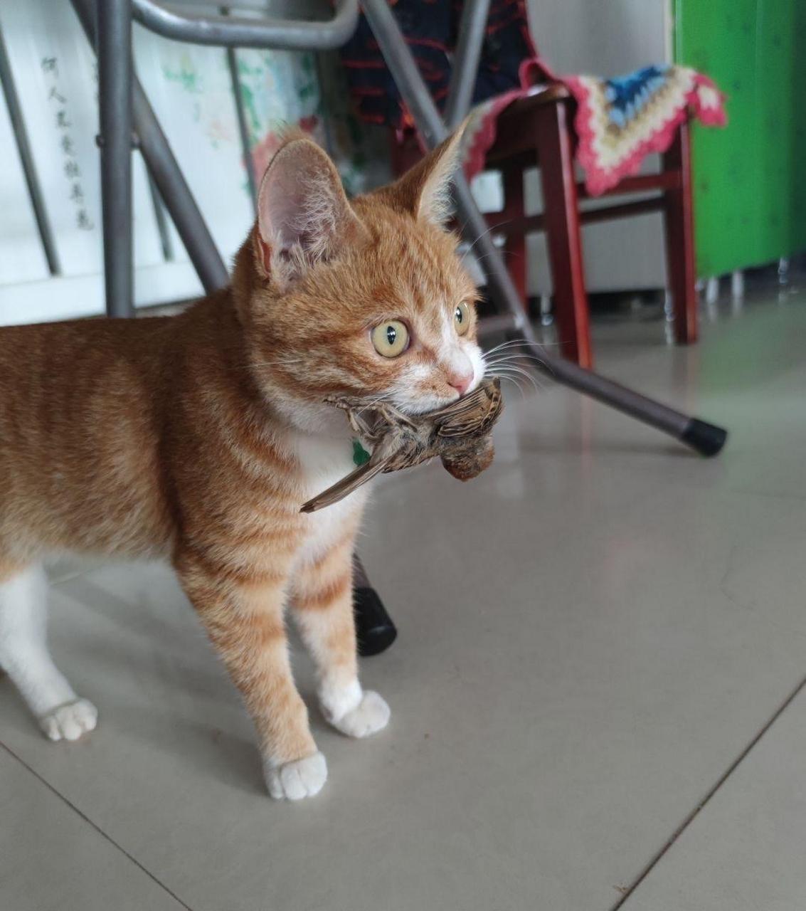 猫把在外面抓到的小鸟带屋里放到地上了,还一个劲嘚瑟的叫着炫耀