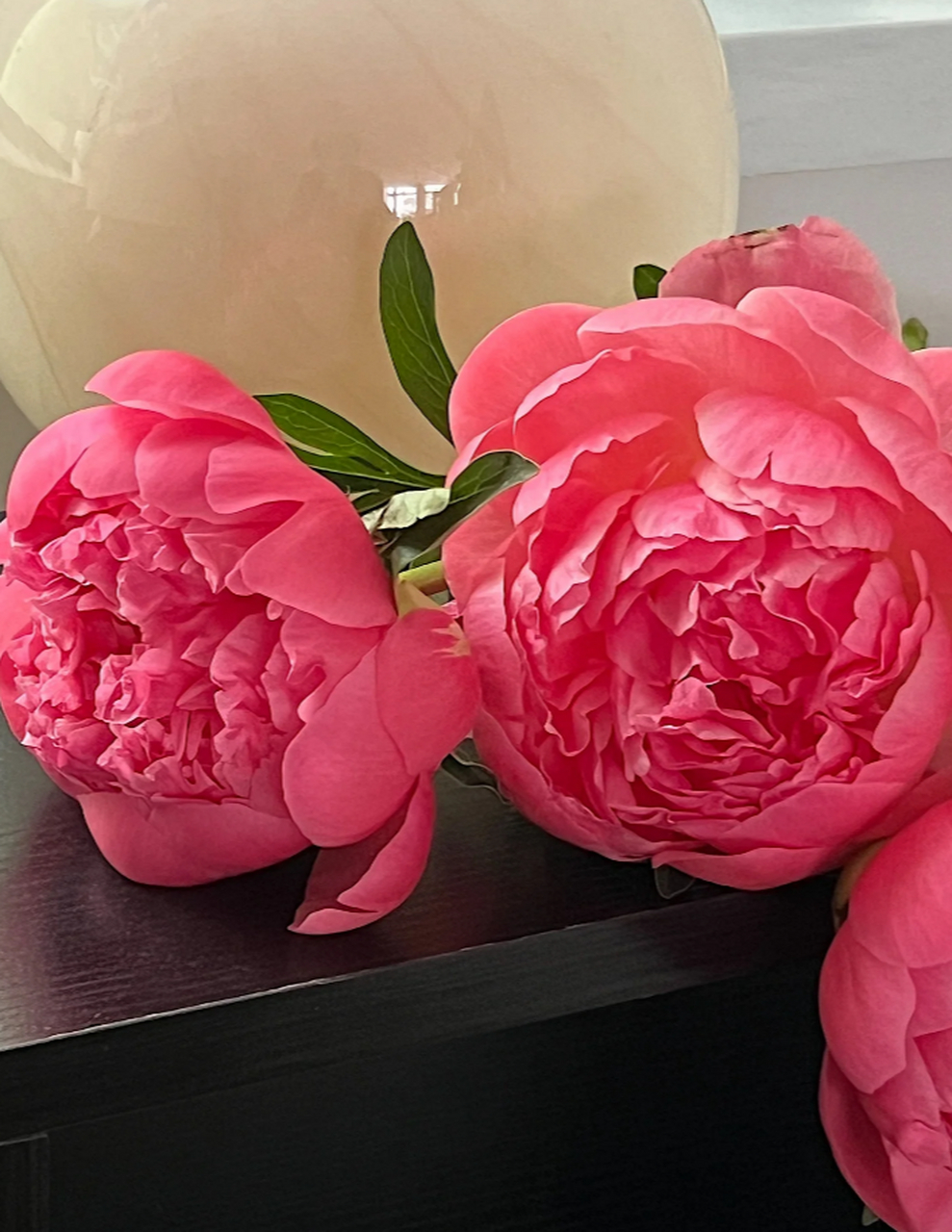 夏威夷珊瑚芍药:随手一拍都惊艳的花之仙子 夏威夷珊瑚芍药,这是一种