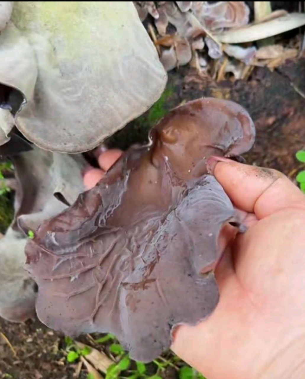 农村树上好多湿木耳啊!