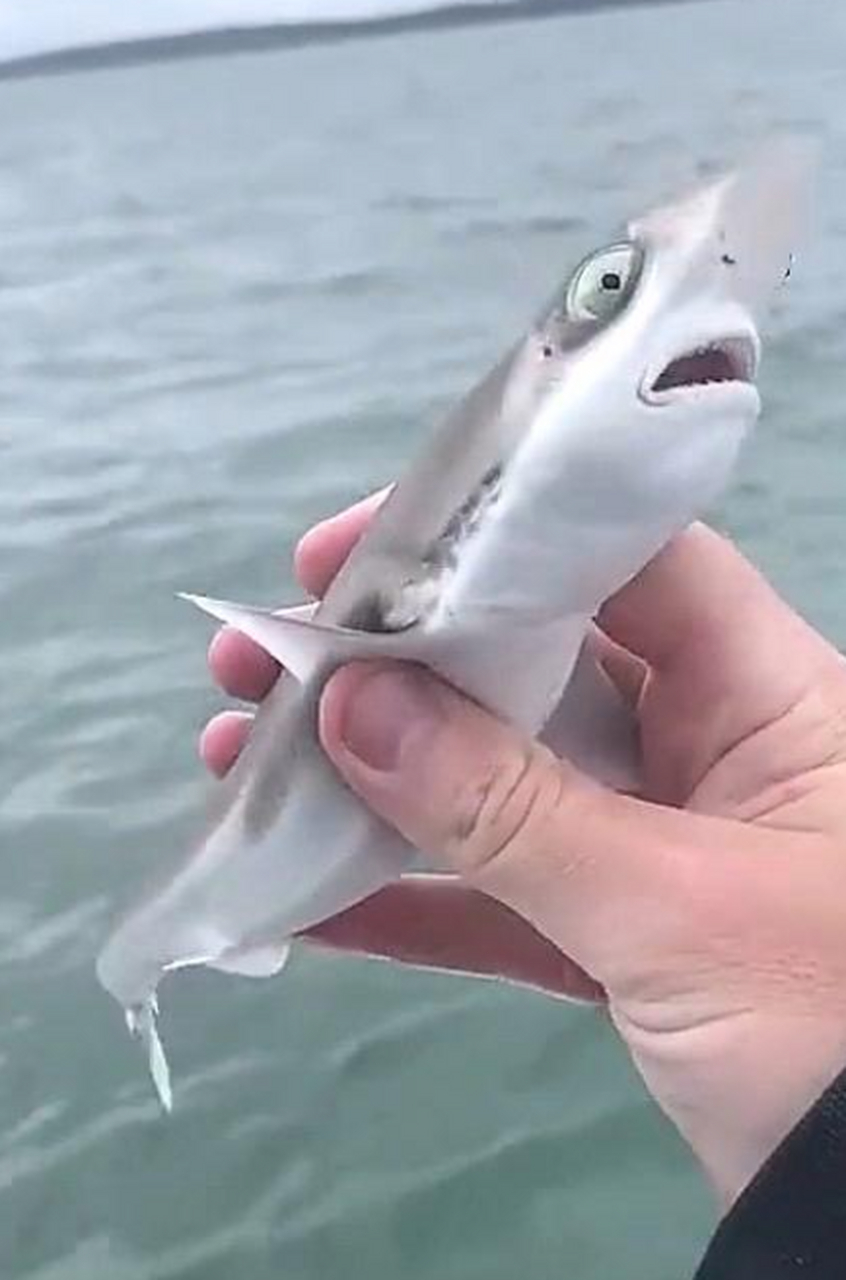 这是什么?鲨鱼宝宝么,好可爱啊