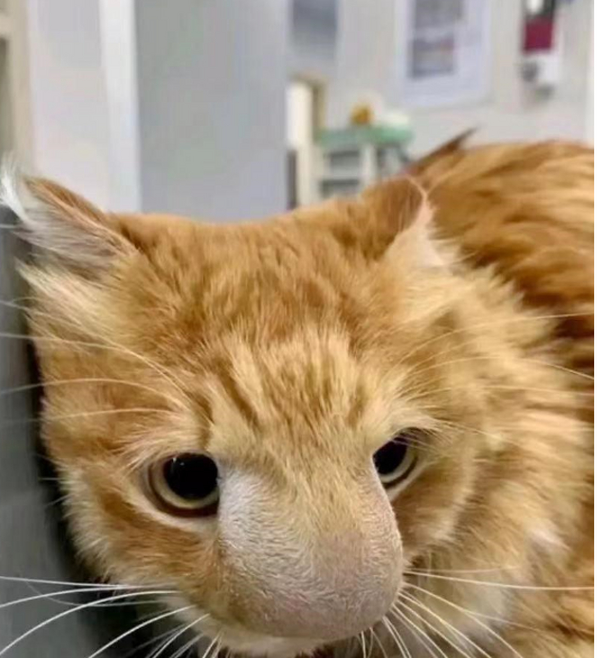 猫猫被蜜蜂蛰了,鼻子竟然肿成这样