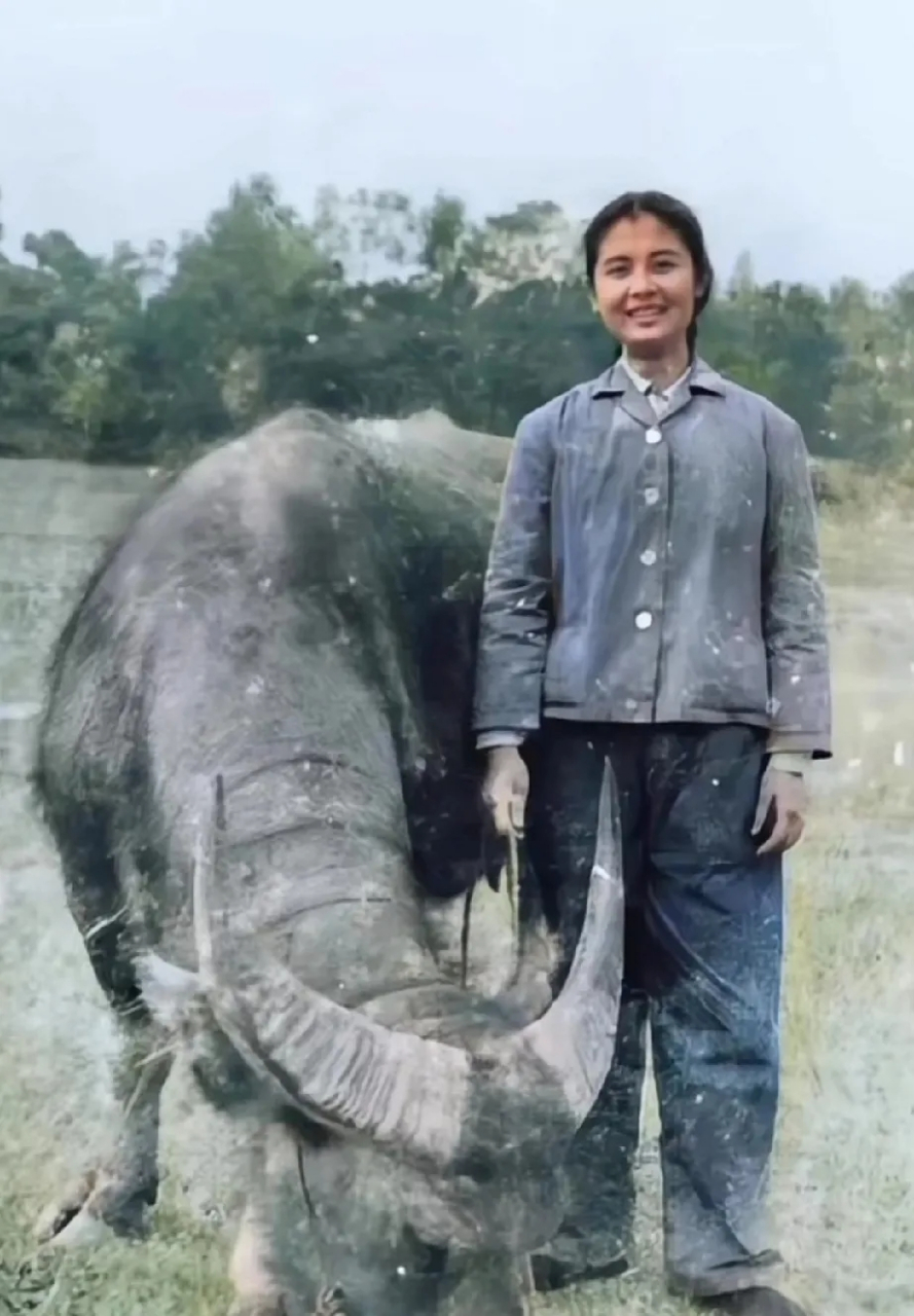 70年代,一位下乡女知青在田间放牛时的留影,照片中这位女知青一头秀发
