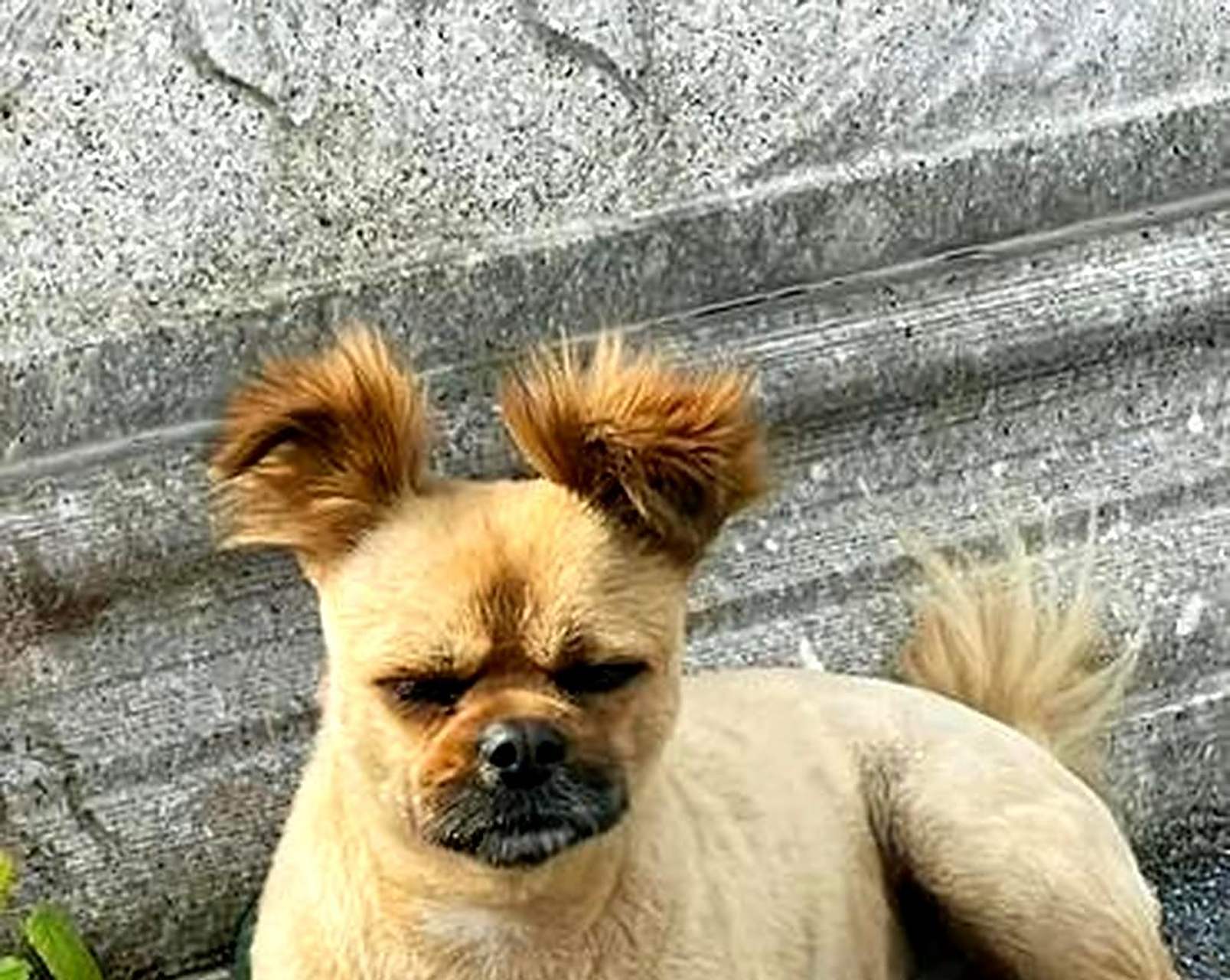 这只狗的发型在整条街上也是非常引人注目的.