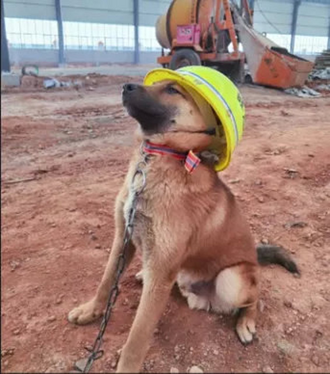 真正的工地狗,狗也要注意安全,戴好安全帽,安全第一! [good]