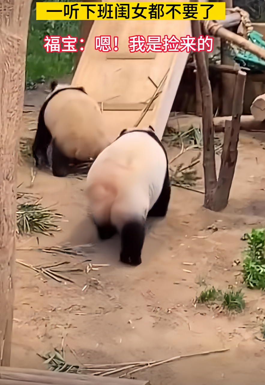 哈哈哈跑得好快,回去喝蓬蓬奶嘛[大笑]搞笑#搞笑# #大熊猫# #萌宠