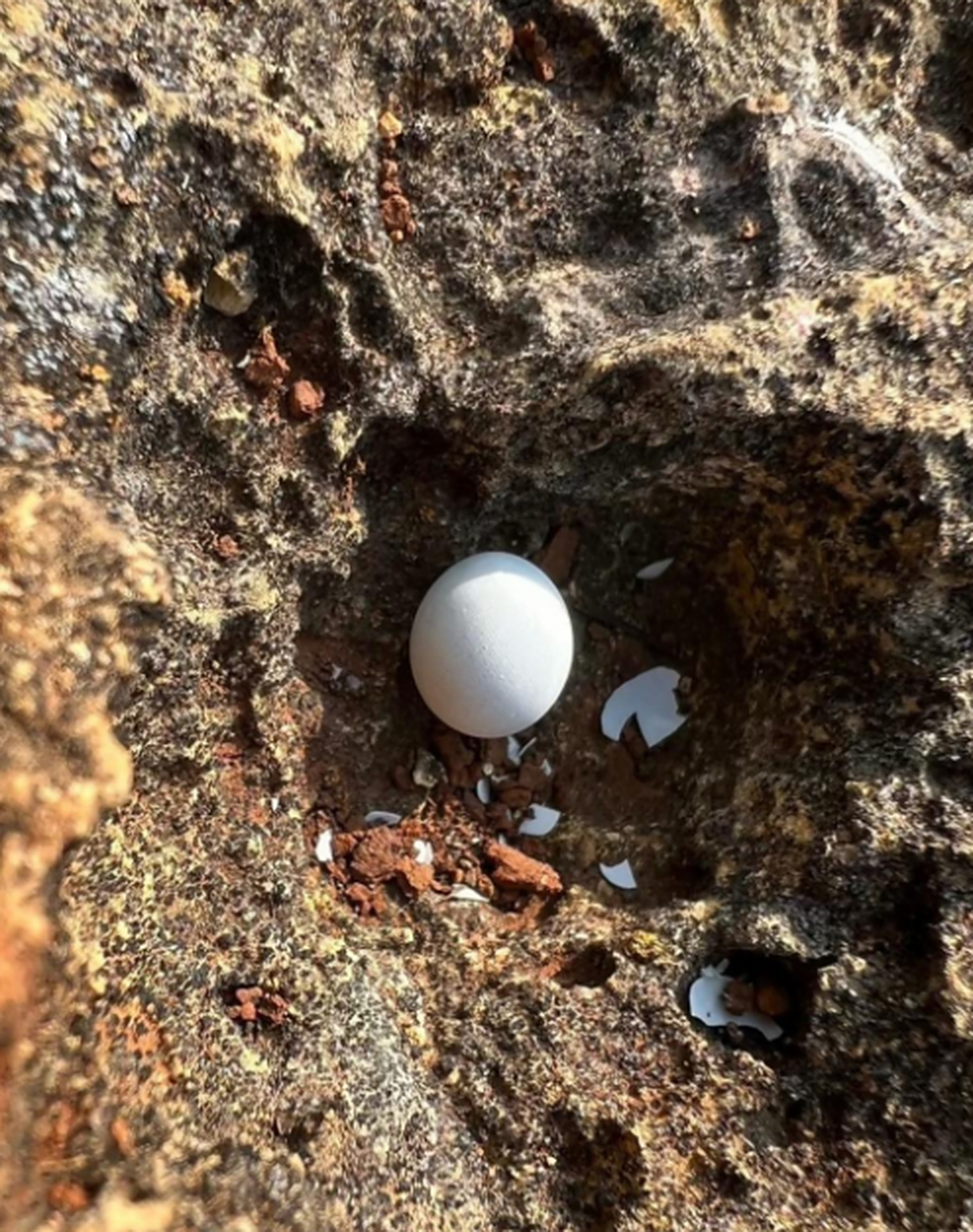 这是什么蛋,蛇蛋吗?已经孵化了