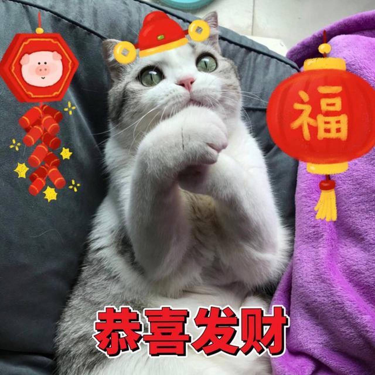 猫咪过年表情包