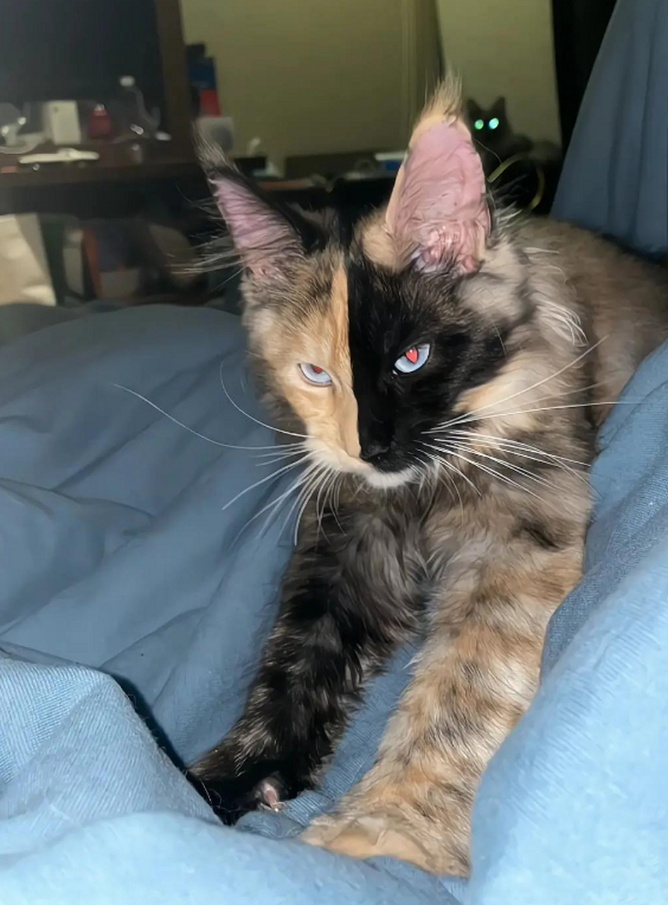 这缅因猫好帅,长了个阴阳脸真是太特别了.