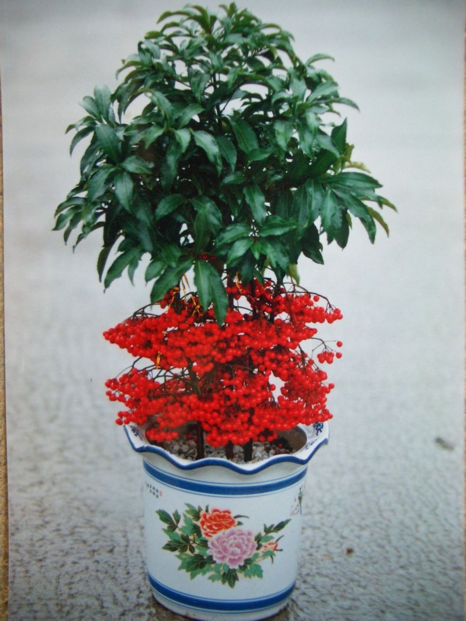 富贵籽果子花期特别长可以挂到来年8月,八月上面再继续开花结果.