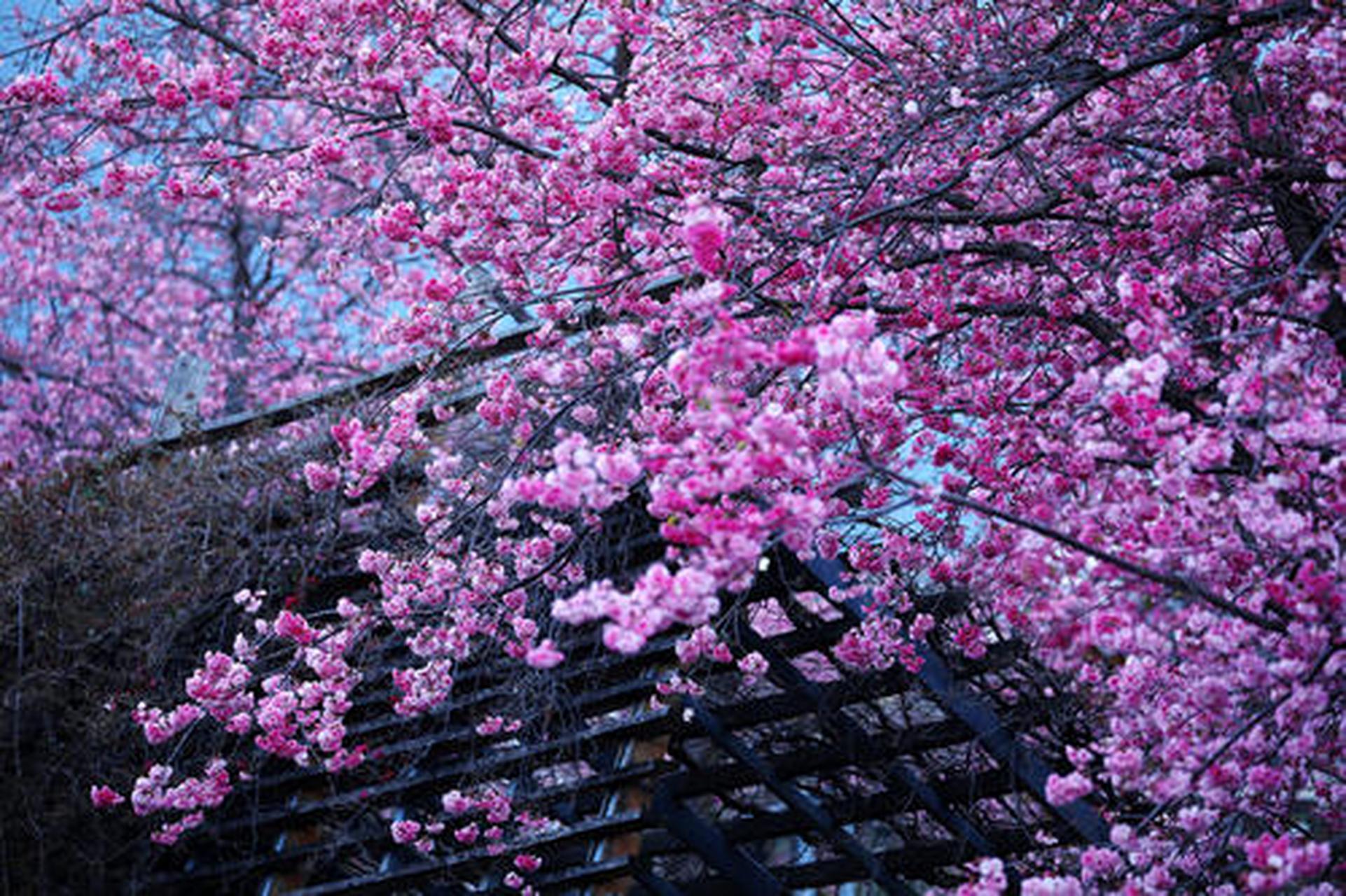 阳春三月,东湖赏樱;落英缤纷,灿烂芳华.