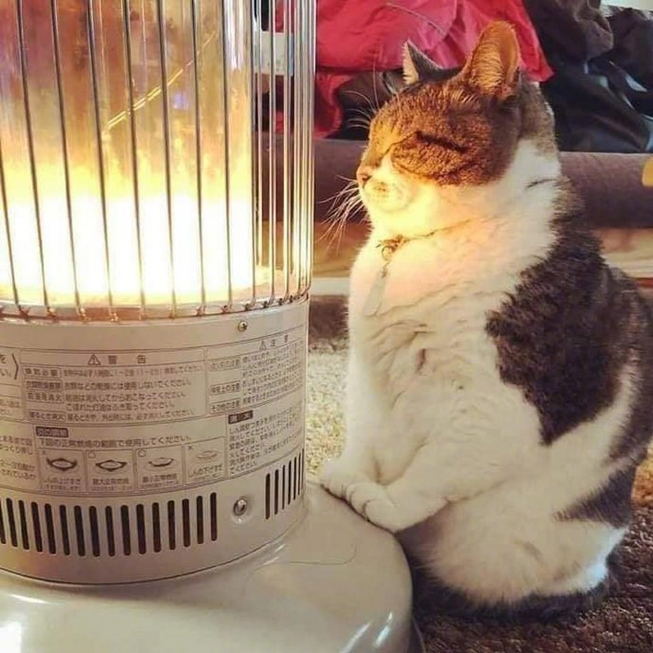 小胖猫在暖炉旁取暖,胖嘟嘟的好可爱#搞笑