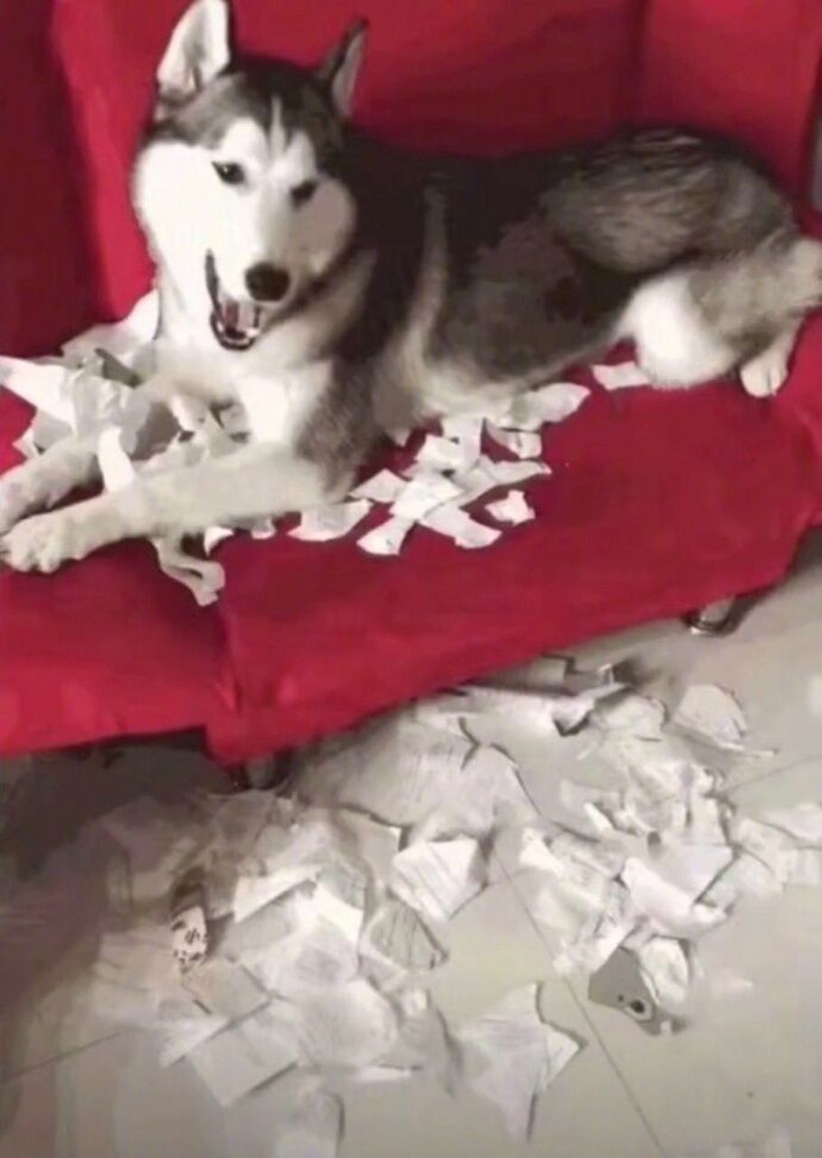 二哈撕毁了暑假作业,小主人悲痛欲绝,恨不得将狗子掐死