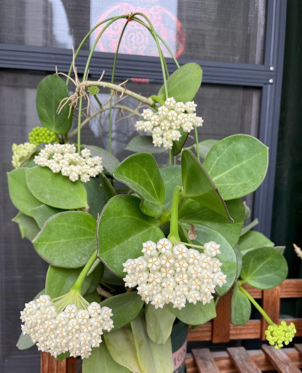 粗蔓球兰,室内盆栽"新宠儿"——耐阴好养活,集观叶,赏花,闻香于一身