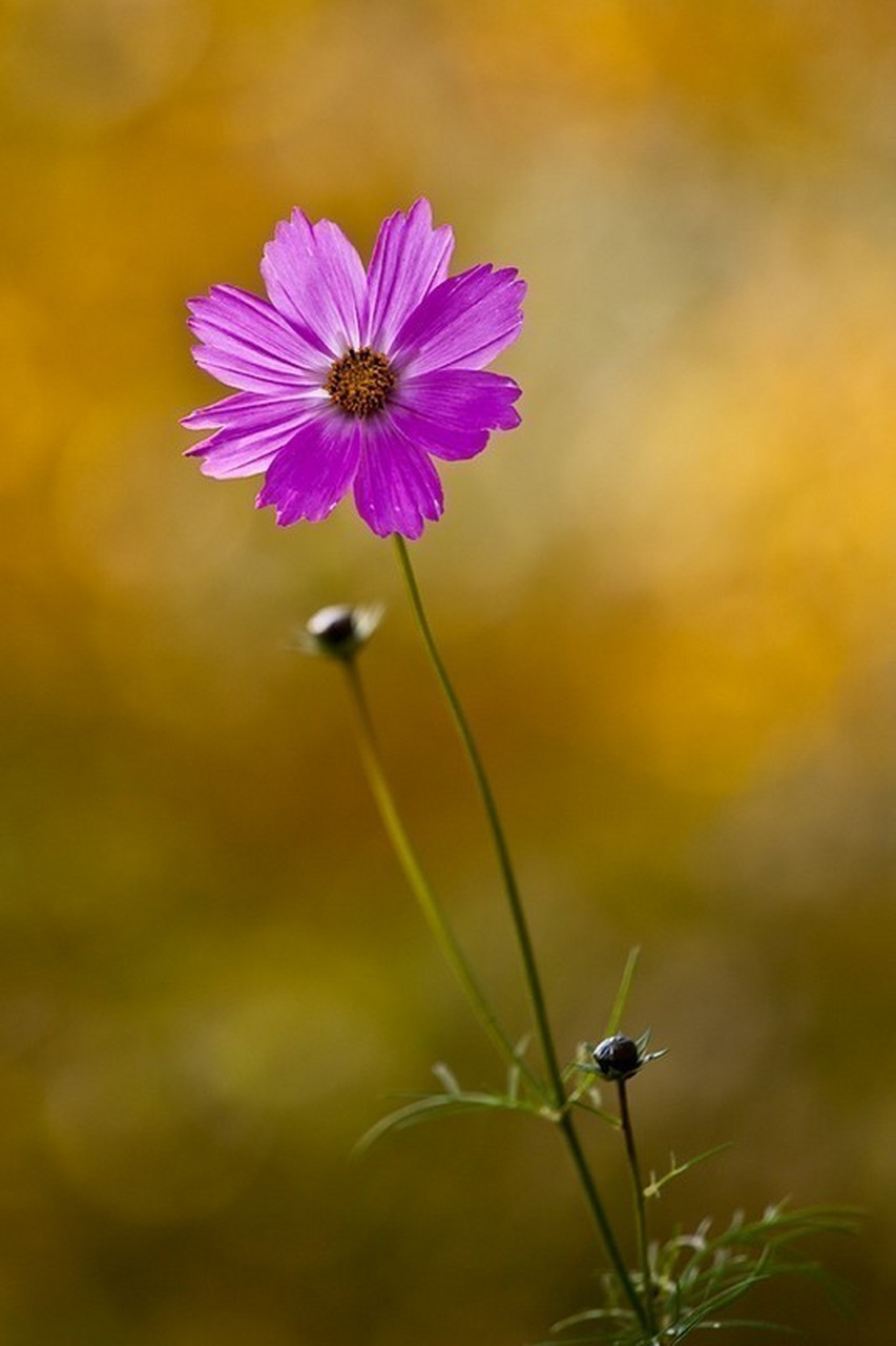 安安静静地向上,不慌不忙地成长,用好的心态,过好的生活,这便是幸福的
