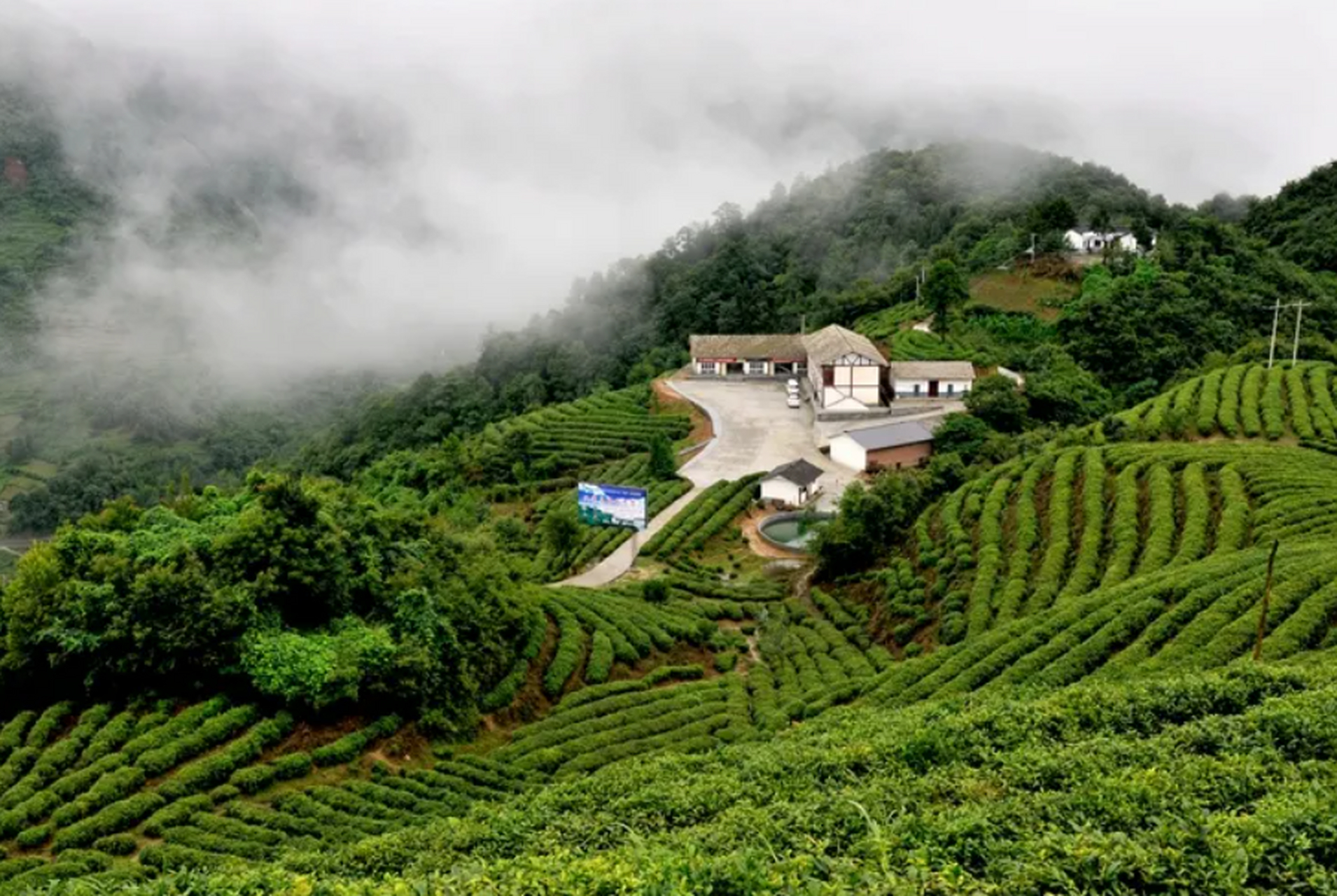 青川的七佛贡茶久负盛名,说明青川是产茶之乡