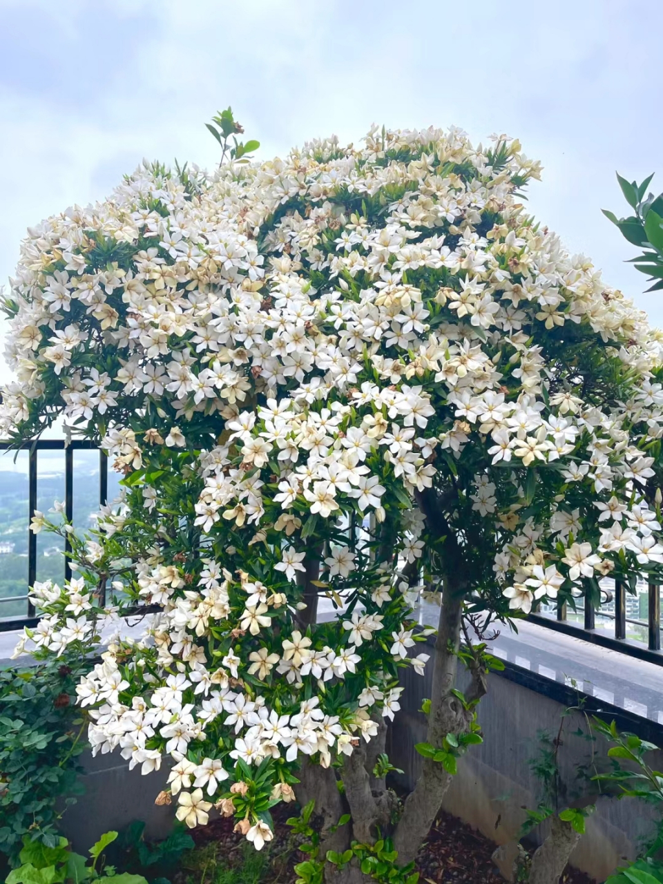 你见过栀子花树开成大花球吗?养得太好了,香气袭人