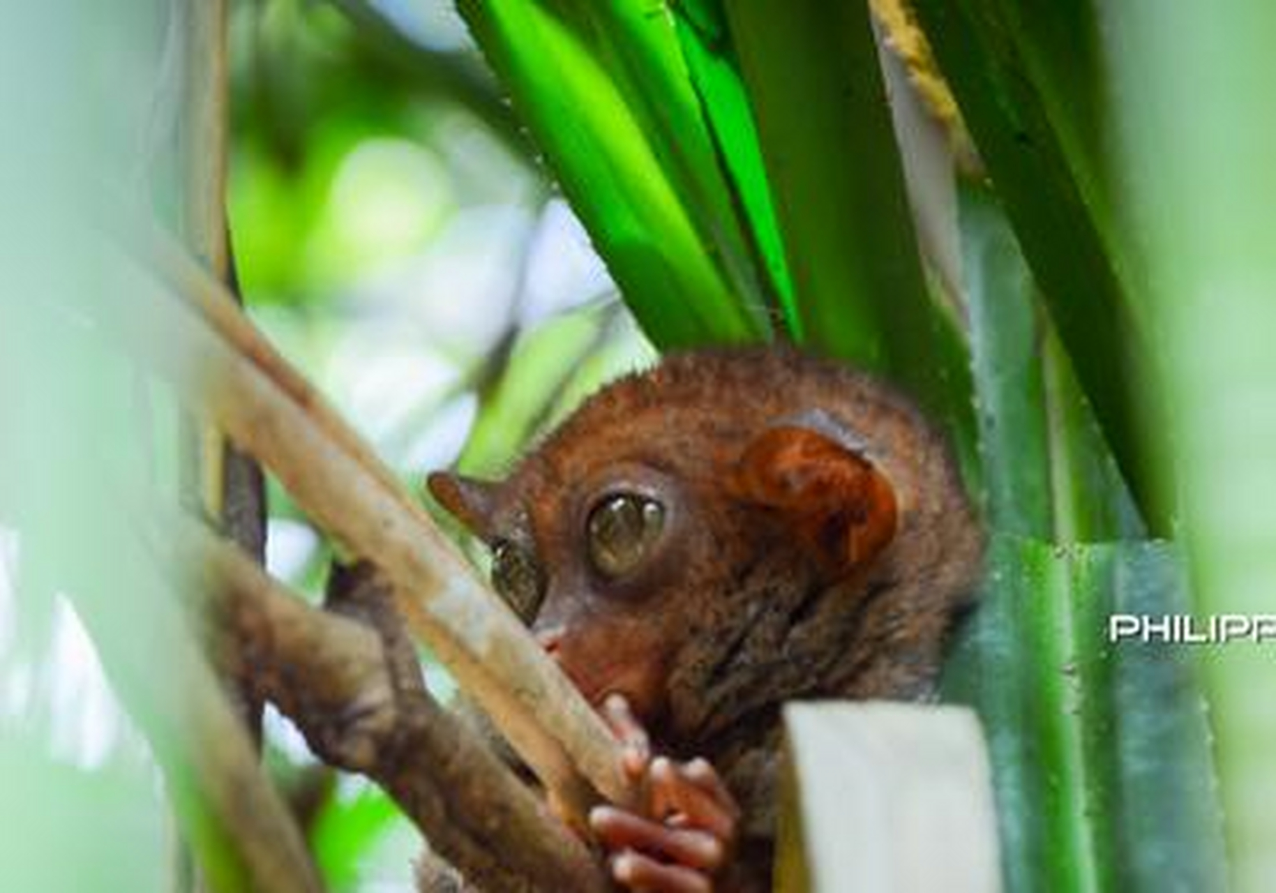 【菲律宾国宝之眼镜猴】 philippine tarsier sanctuary保护区大概有0