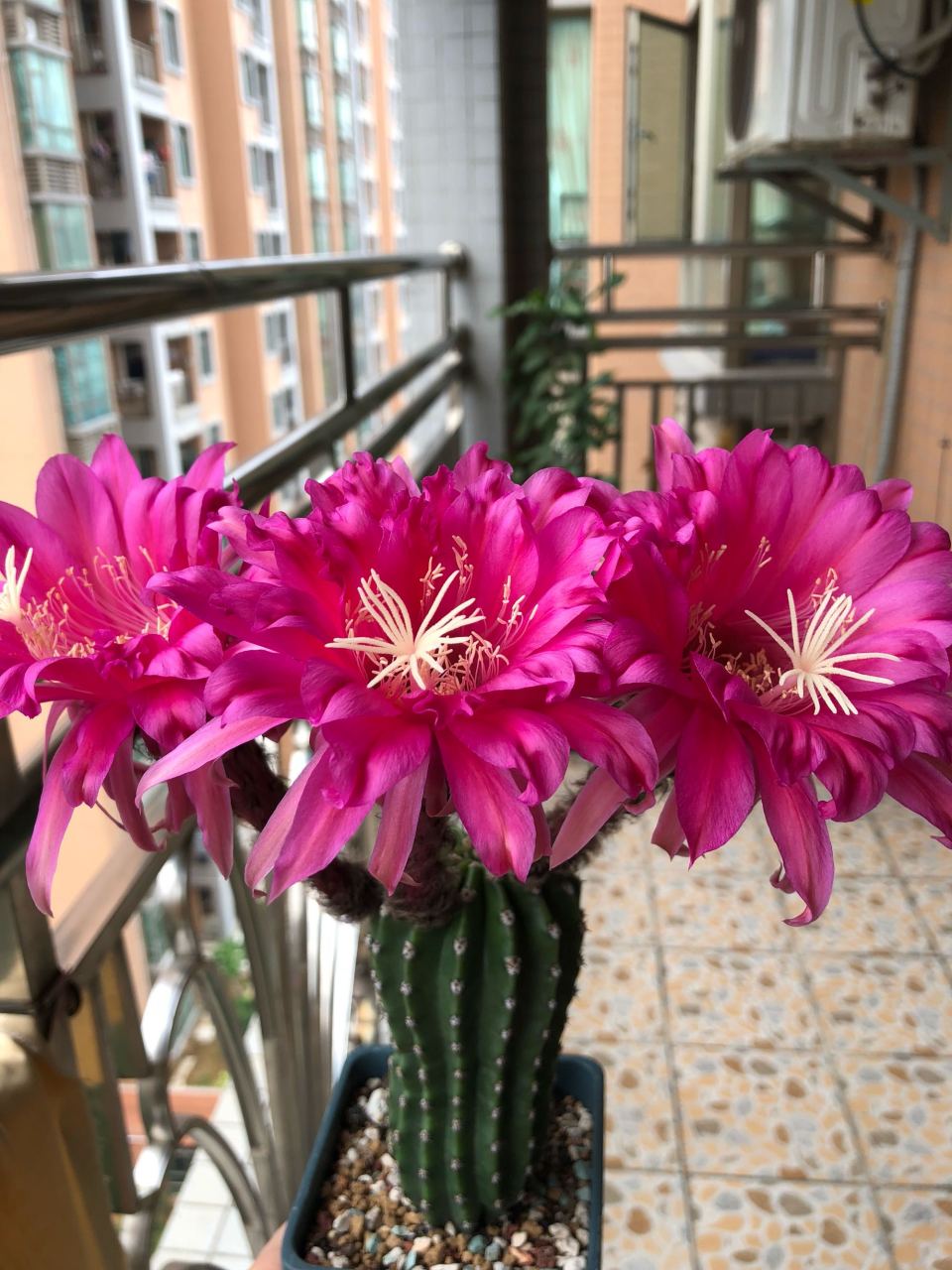 喜欢仙人球的朋友,给大家推荐一款很另类的品种——帕帕基诺(papageno