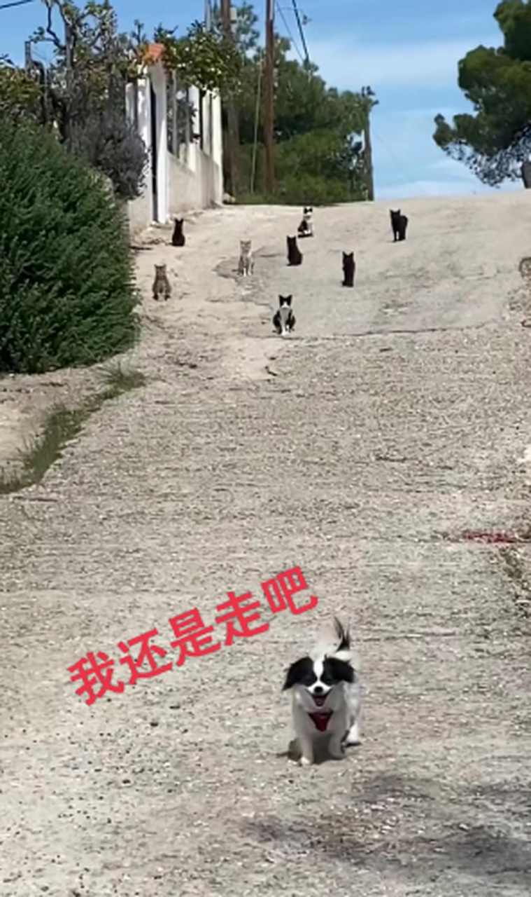 狗狗:多一事不如少一事,惹不起我躲得起