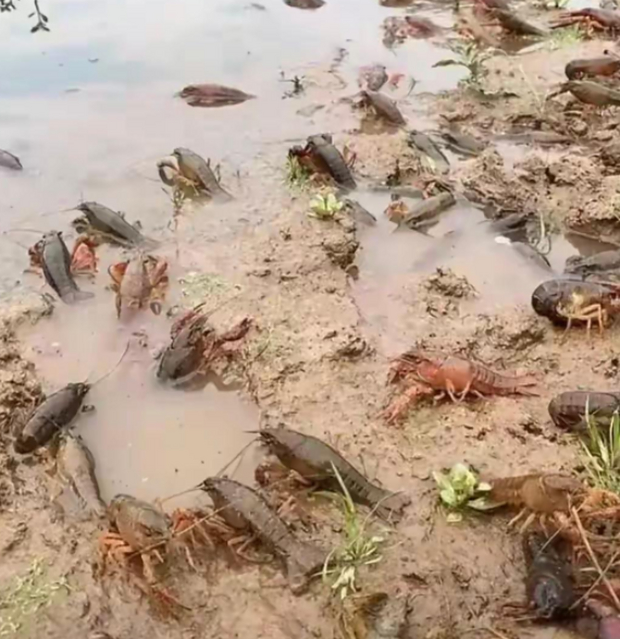 看到小龙虾的生长环境,你还愿意吃它吗?