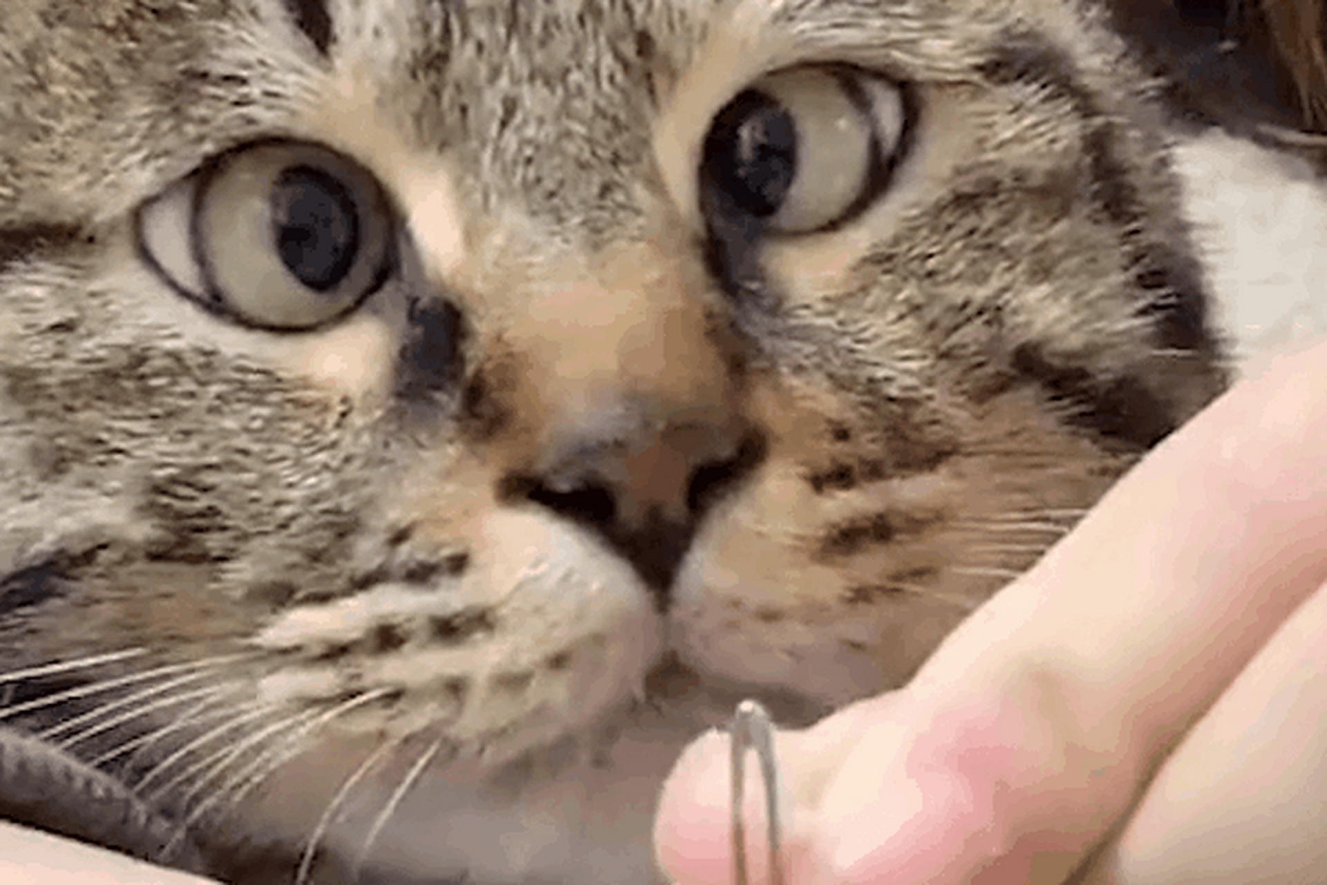 第一次看见这么呆萌的对眼猫!真是为主人穿针线操碎了心啊!