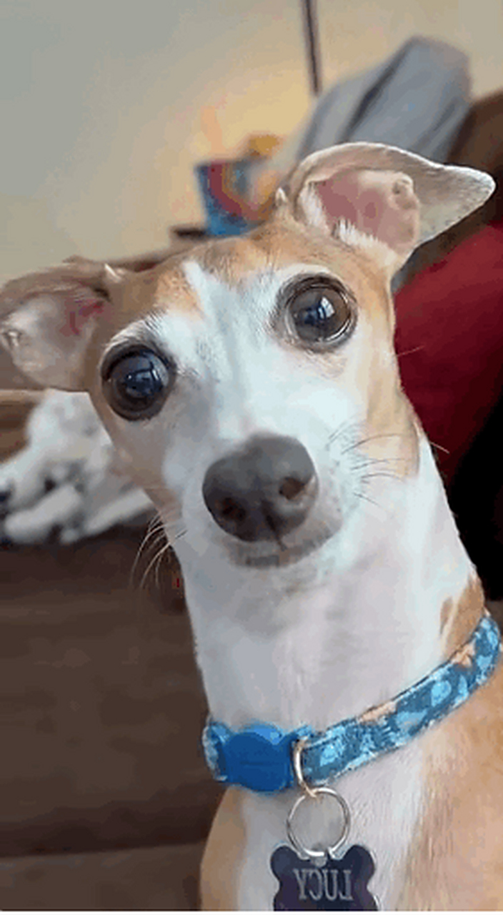 狗子这是怎么了?那一双炯炯有神的大眼睛发现了什么