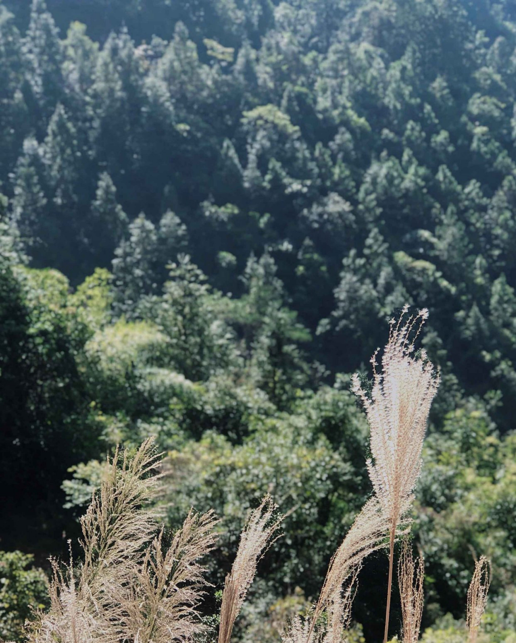 鸡笼顶也被称为大地的母亲,它并不像其他高山一般,陡峭险峻,相反,它很