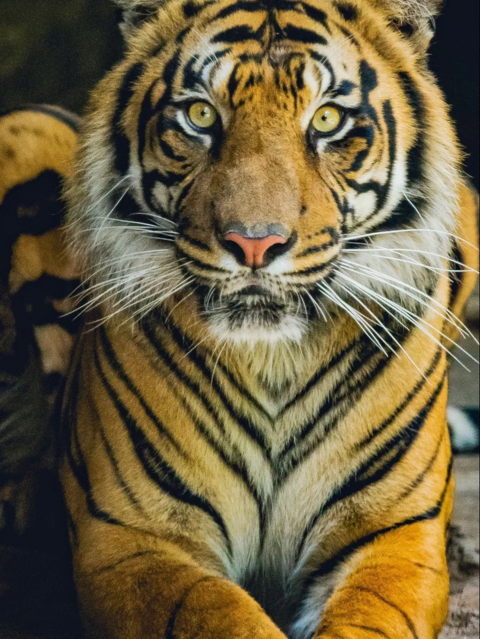 老虎像  91寅虎,十二生肖之一,地支的第三位.