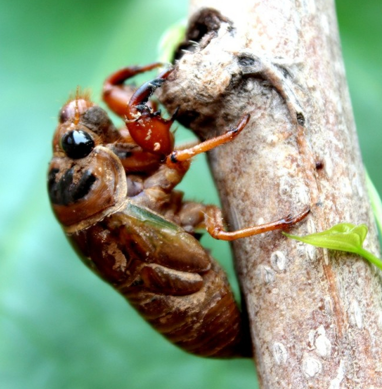 我们这里叫它"神仙",也有人叫它"知了猴",你那里叫它什么?#知了猴
