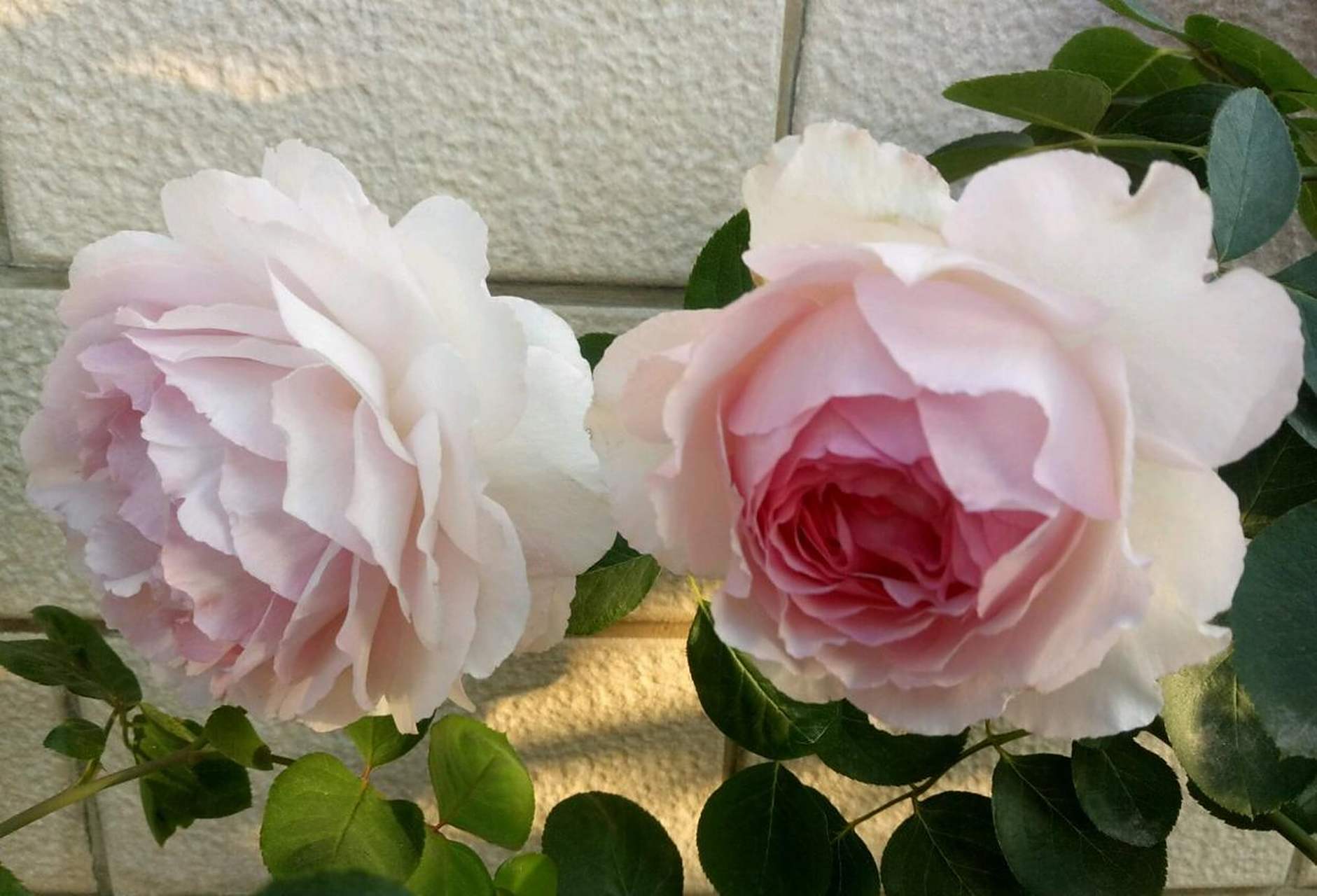 伊芙·繁华都市,一款花型很像牡丹花的月季品种,花径超过13厘米,圆润