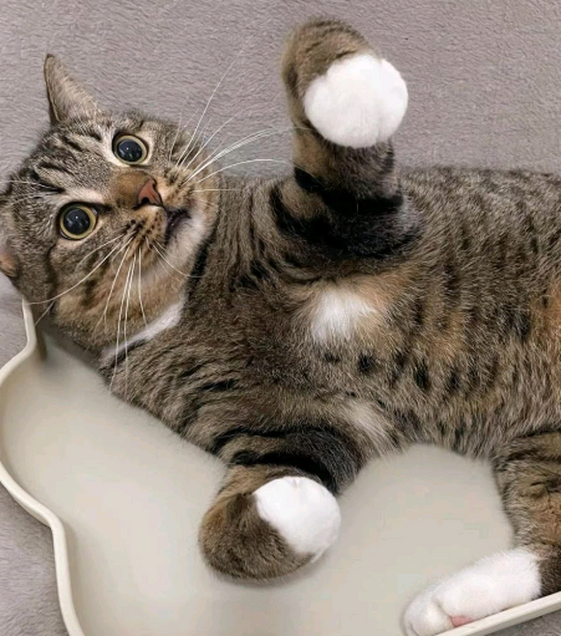 白手套的小狸花猫耶