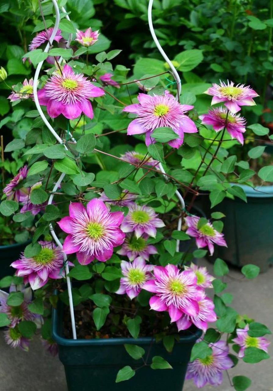 有着"藤本花皇后"的美誉,而我今天要分享的是铁线莲里的经典品种