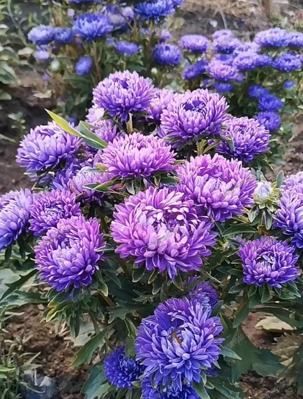 哇哦,这朵紫色的菊花可真是少见啊!