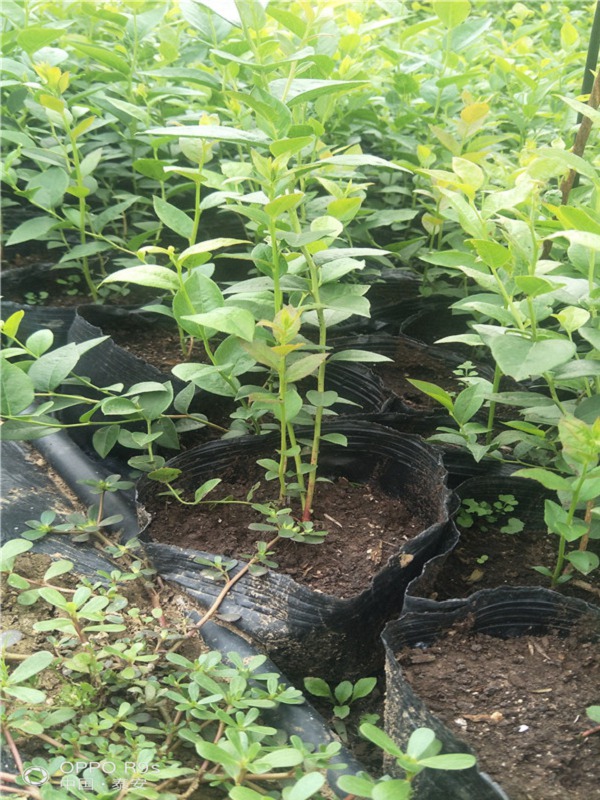 大家好,今天我要跟大家介绍一种新的蓝莓苗品种——f6蓝莓苗.