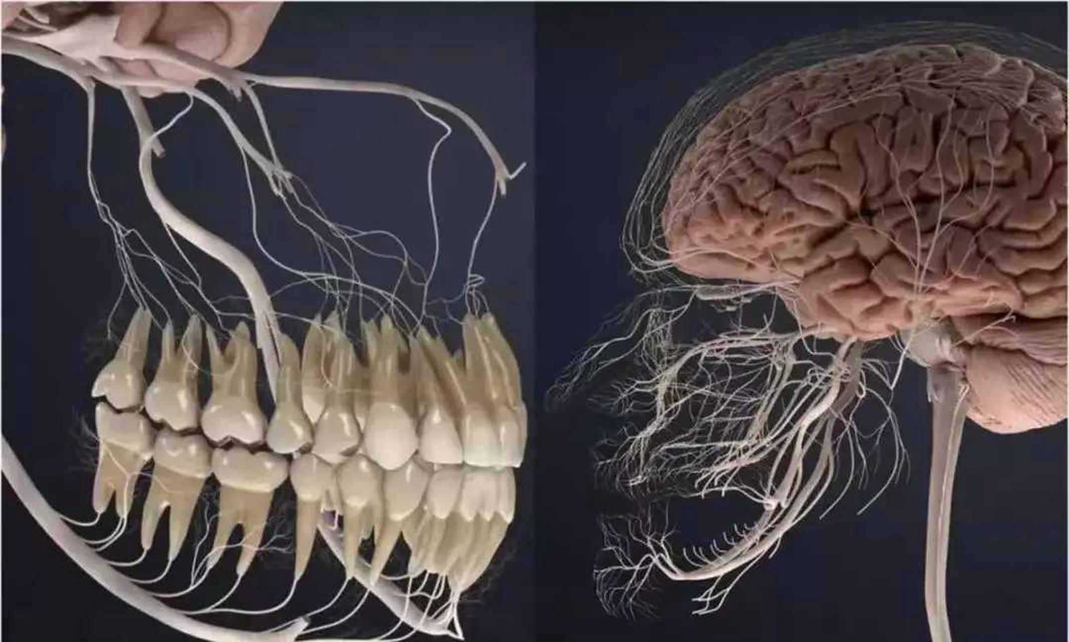 网友:牙神经.所以,牙疼不是病,疼起来要人命!