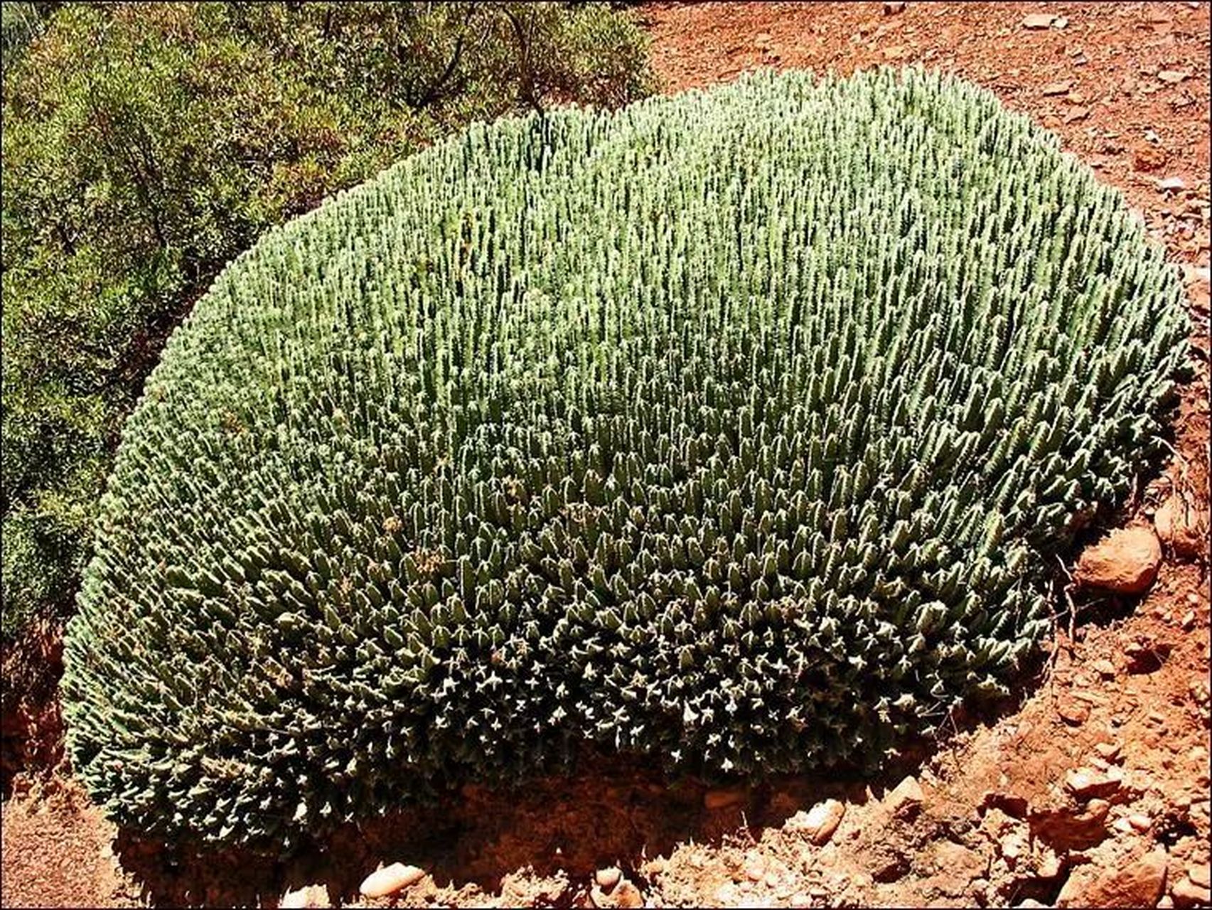 比树脂大戟更辣的植物图片