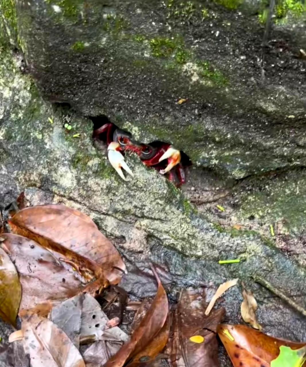 在山上的石头缝里发现了一只生活在水边的螃蟹.