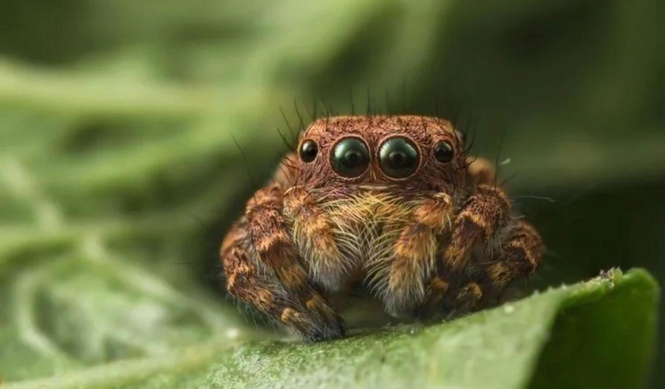 跳蛛长着8个眼睛,视力极好,一副委屈呆萌的表情,可爱极了. #娱乐