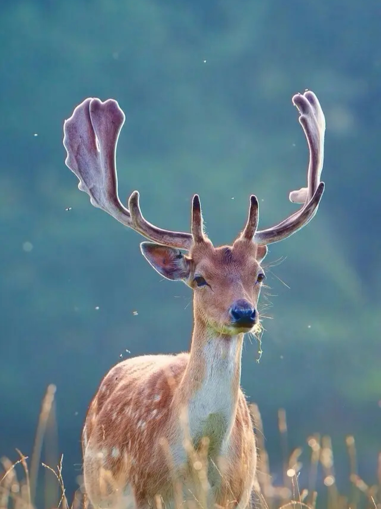麂的拼音