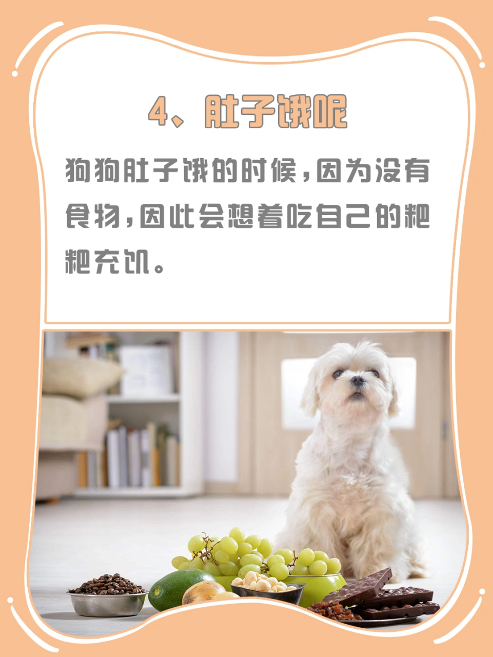 为什么狗狗喜欢吃"粑粑"?
