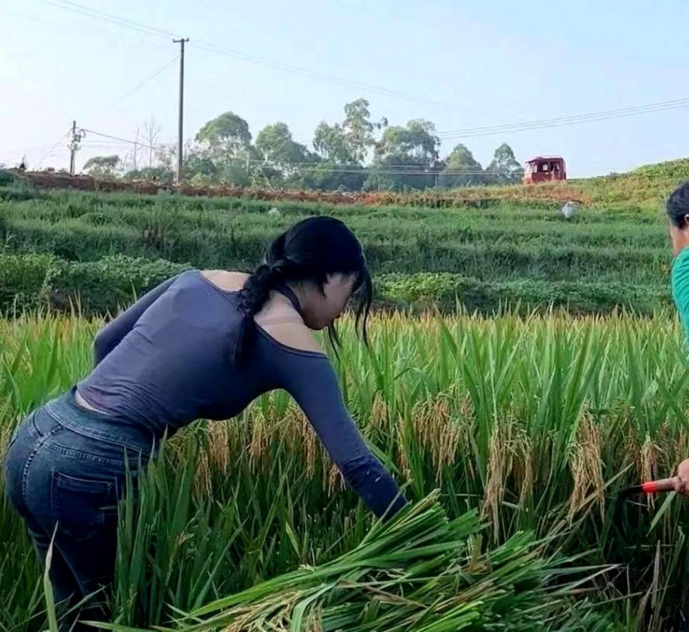 当女朋友到我家时,她立刻帮忙割稻子,这让我的父母非常高兴.