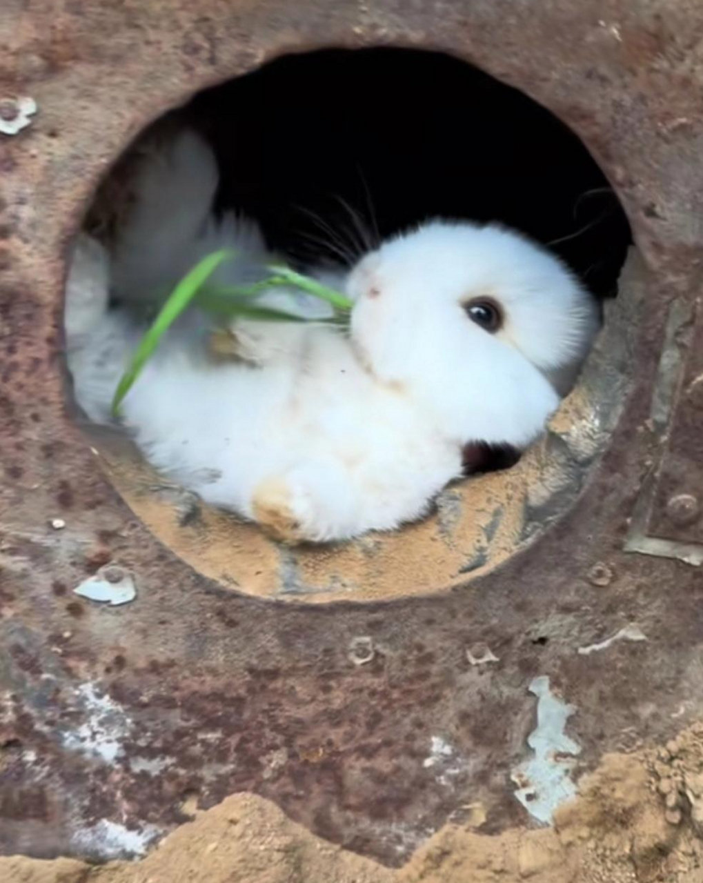 这个小兔子的家好可爱啊.