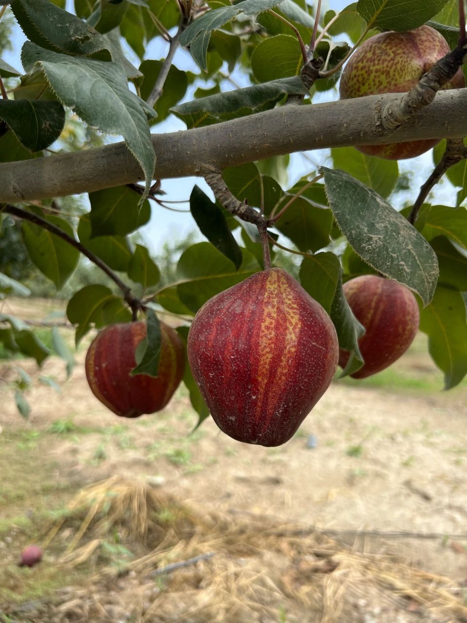 彩虹梨 | 美容养颜,化痰止咳,促进消化 彩虹梨又名早酥红梨,外形为长